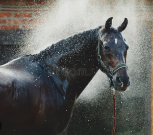 Cover photo for Summer Savvy for Your Livestock:  Keeping Animals Healthy Through the Heat